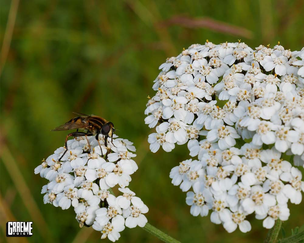 Iceland_Bee_Edit_Graeme_Voigt_P1080116